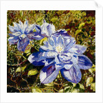 Clematis, 2015 by Mary Smith