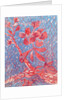 Almond blossom by Mary Smith