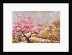 almond blossom in the mountains, 2017 by Mary Smith