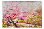 almond blossom in the mountains, 2017 by Mary Smith