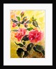 Camelias, 2017 by Mary Smith
