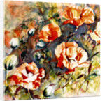 Poppies in the border, 2017 by Mary Smith