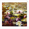 Lilies in Melbourne gardens by Mary Smith