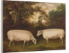 Two Prize Border Leicester Rams in a Landscape, 1800 by Thomas Weaver
