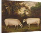 Two Prize Border Leicester Rams in a Landscape, 1800 by Thomas Weaver