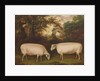 Two Prize Border Leicester Rams in a Landscape, 1800 by Thomas Weaver