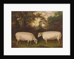 Two Prize Border Leicester Rams in a Landscape, 1800 by Thomas Weaver