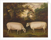 Two Prize Border Leicester Rams in a Landscape, 1800 by Thomas Weaver