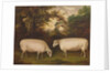 Two Prize Border Leicester Rams in a Landscape, 1800 by Thomas Weaver