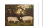 Two Prize Border Leicester Rams in a Landscape, 1800 by Thomas Weaver
