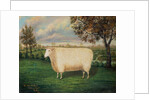 A Prize Sheep of the Old Lincoln Breed, 1835 by W. Adamson