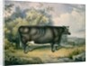 The Cottesmore Prize Heifer, after Henry Strafford, 1837 by James Giles