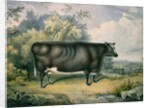 The Cottesmore Prize Heifer, after Henry Strafford, 1837 by James Giles