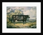 The Cottesmore Prize Heifer, after Henry Strafford, 1837 by James Giles