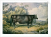 The Cottesmore Prize Heifer, after Henry Strafford, 1837 by James Giles