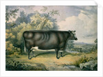The Cottesmore Prize Heifer, after Henry Strafford, 1837 by James Giles