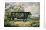 The Cottesmore Prize Heifer, after Henry Strafford, 1837 by James Giles