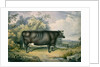 The Cottesmore Prize Heifer, after Henry Strafford, 1837 by James Giles