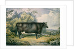 The Cottesmore Prize Heifer, after Henry Strafford, 1837 by James Giles