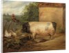 Portrait of a prize pig, property of Squire Weston of Essex, 1810 by Edwin Landseer