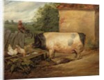 Portrait of a prize pig, property of Squire Weston of Essex, 1810 by Edwin Landseer