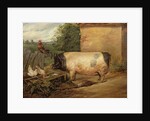 Portrait of a prize pig, property of Squire Weston of Essex, 1810 by Edwin Landseer