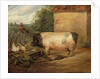Portrait of a prize pig, property of Squire Weston of Essex, 1810 by Edwin Landseer