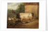 Portrait of a prize pig, property of Squire Weston of Essex, 1810 by Edwin Landseer