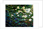Flowers in stream, 2012 by Linda Arthurs