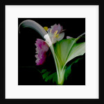 Flower Collage, 2018 by Linda Arthurs