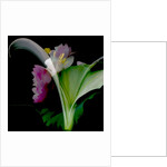 Flower Collage, 2018 by Linda Arthurs