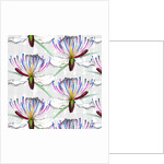 Caper flowers, 2017 by Andrew Watson