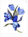 Blue tulip, 2017 by Hiroyuki Izutsu