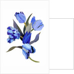 Blue tulip, 2017 by Hiroyuki Izutsu