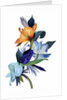 Light blue flowers and orange flowers by Hiroyuki Izutsu