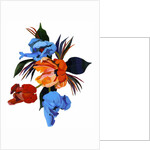 Red and Orange and light blue tulips by Hiroyuki Izutsu