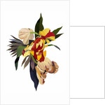 Tulip parrot 3, 2003 by Hiroyuki Izutsu