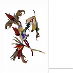 Winter-inspired flowers, 2003 by Hiroyuki Izutsu