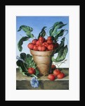 Cherries in terracotta with blue flower by Amelia Kleiser