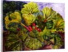 rhubarb, 2016 by jocasta shakespeare