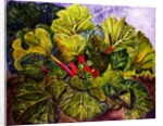 rhubarb, 2016 by jocasta shakespeare