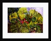 rhubarb, 2016 by jocasta shakespeare