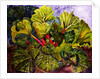 rhubarb, 2016 by jocasta shakespeare