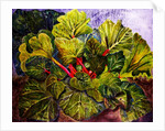 rhubarb, 2016 by jocasta shakespeare