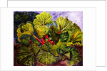 rhubarb, 2016 by jocasta shakespeare