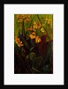 Canna Lily, 2017 by jocasta shakespeare