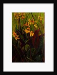 Canna Lily, 2017 by jocasta shakespeare