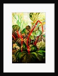 Flowering Rhubarb, 2018 by jocasta shakespeare