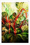 Flowering Rhubarb, 2018 by jocasta shakespeare