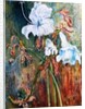 Lily Wilt, 2017 by jocasta shakespeare